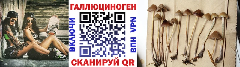 MEGA ссылка Бобров Галлюциногенные грибы Psilocybe